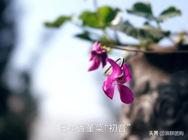 拥有了它们，在都市里也能享受到花木繁茂的田园生活。
