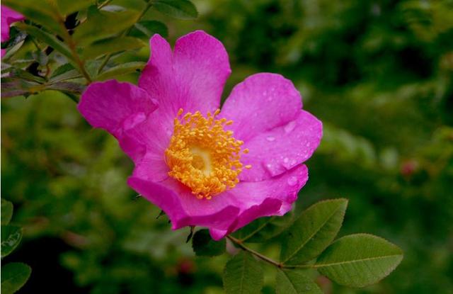 刺梨花恒久的爱,花艳丽苦涩的爱 刺梨花恒久的爱,花艳丽苦涩的爱