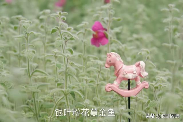 拥有了它们，在都市里也能享受到花木繁茂的田园生活。