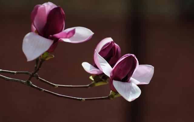 二乔木兰洁白如玉，芳香情思俊郎仪态