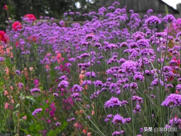 拥有了它们，在都市里也能享受到花木繁茂的田园生活。