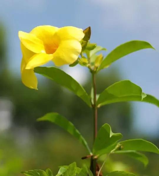 唯美的黄兰蝉花