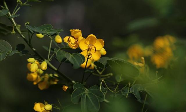 黄槐决明金黄灿烂，美丽色艳与人为善