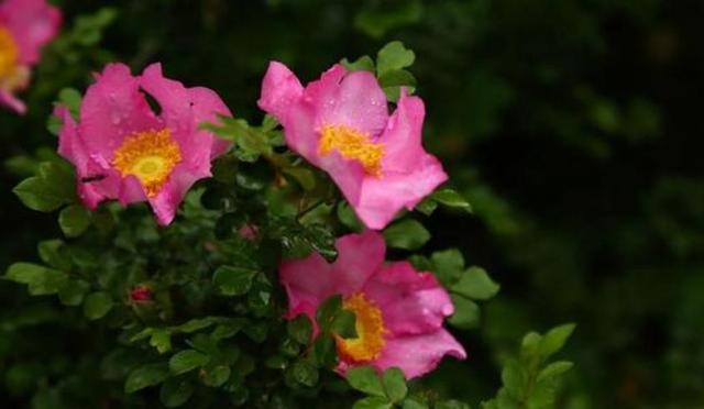 刺梨花恒久的爱,花艳丽苦涩的爱 刺梨花恒久的爱,花艳丽苦涩的爱