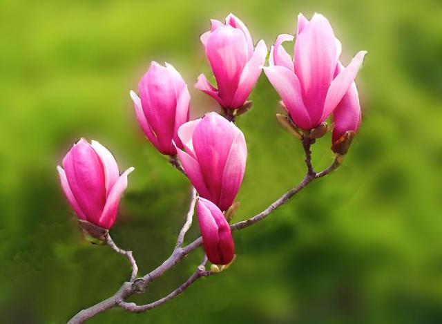 二乔木兰洁白如玉，芳香情思俊郎仪态