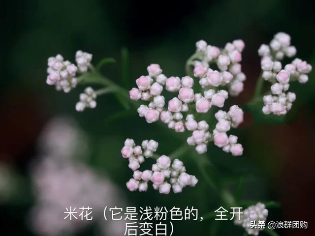 拥有了它们，在都市里也能享受到花木繁茂的田园生活。