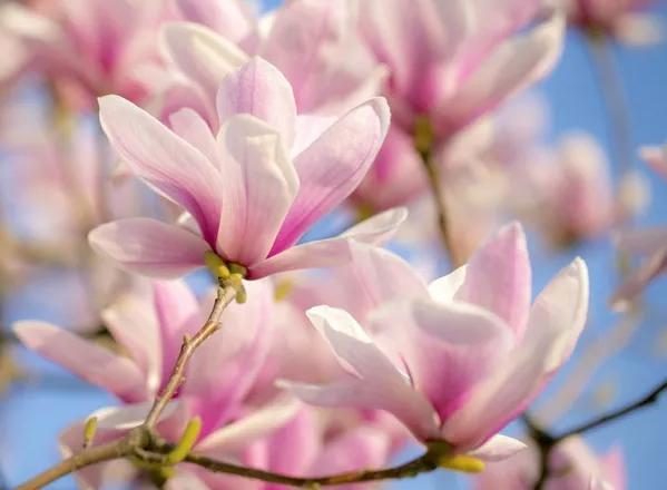 二乔木兰洁白如玉，芳香情思俊郎仪态