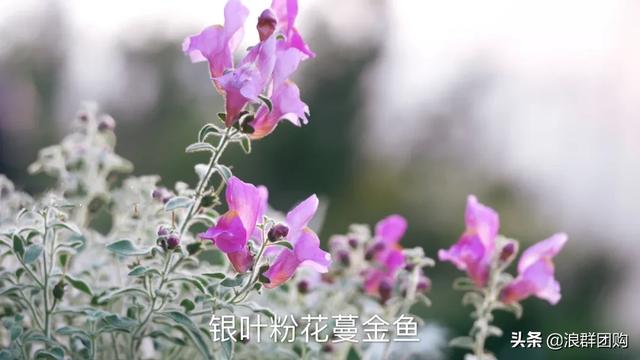 拥有了它们，在都市里也能享受到花木繁茂的田园生活。