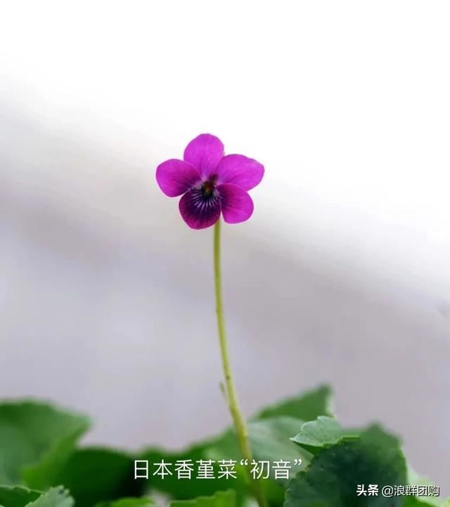拥有了它们，在都市里也能享受到花木繁茂的田园生活。