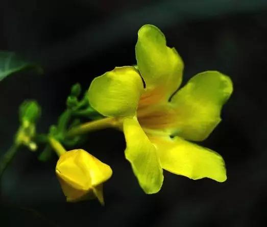 唯美的黄兰蝉花