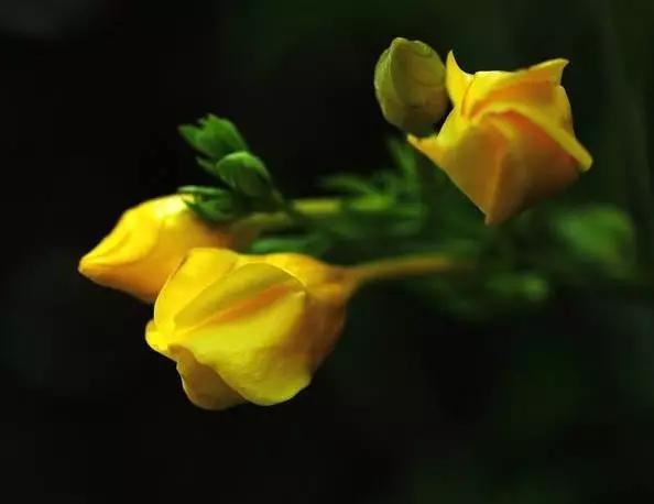唯美的黄兰蝉花