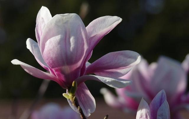 二乔木兰洁白如玉，芳香情思俊郎仪态