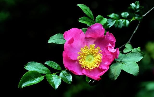 刺梨花恒久的爱,花艳丽苦涩的爱 刺梨花恒久的爱,花艳丽苦涩的爱