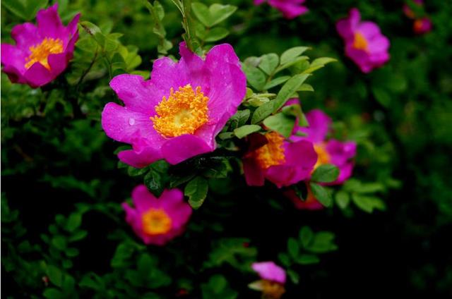 刺梨花恒久的爱,花艳丽苦涩的爱 刺梨花恒久的爱,花艳丽苦涩的爱