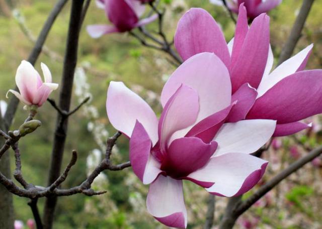 二乔木兰洁白如玉，芳香情思俊郎仪态