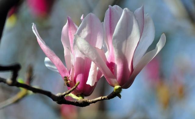 二乔木兰洁白如玉，芳香情思俊郎仪态