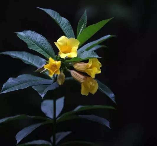 唯美的黄兰蝉花