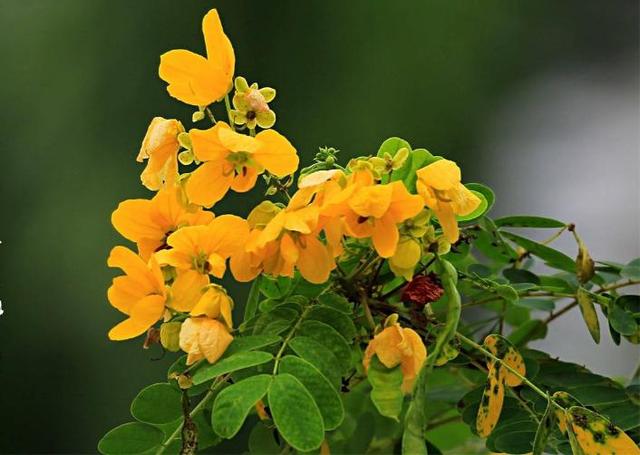 黄槐决明金黄灿烂，美丽色艳与人为善