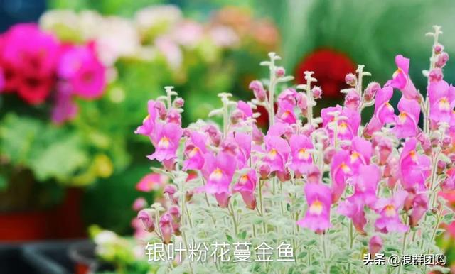 拥有了它们，在都市里也能享受到花木繁茂的田园生活。