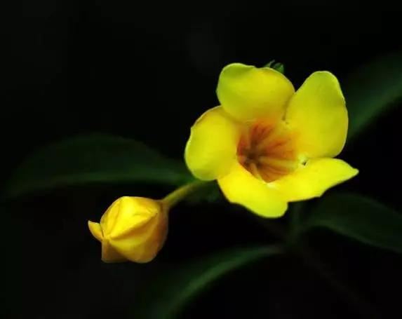 唯美的黄兰蝉花