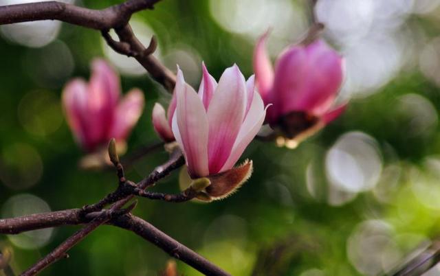 二乔木兰洁白如玉，芳香情思俊郎仪态