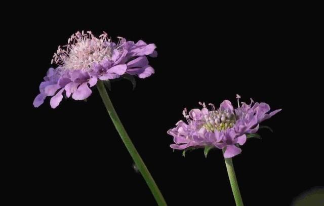 蓝盆花开色繁多，爱情花朵难实现