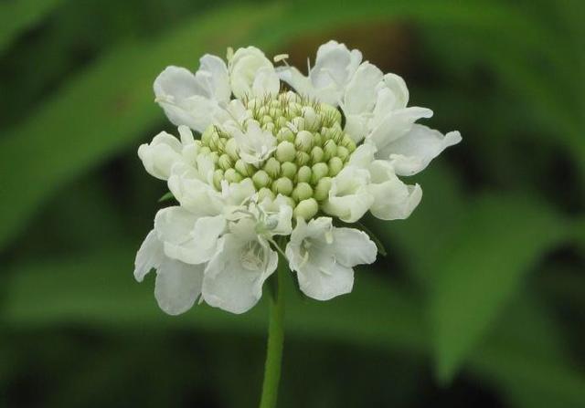蓝盆花开色繁多，爱情花朵难实现