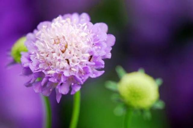 蓝盆花开色繁多，爱情花朵难实现