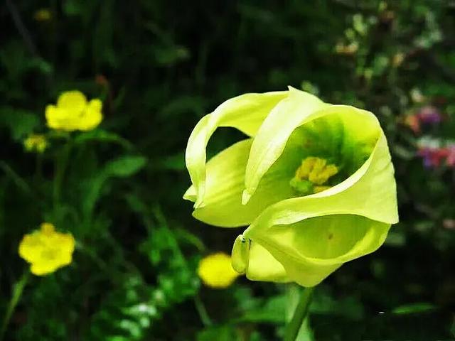 尖被百合～高山上的华美提灯
