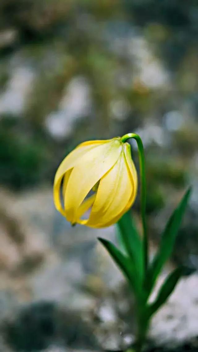 尖被百合～高山上的华美提灯
