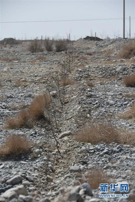 [林业扶贫]40万亩沙棘3年内“进驻”南疆助脱贫