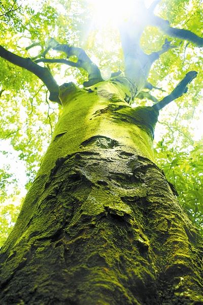 [树木传奇]格木：百折不挠的“硬汉”