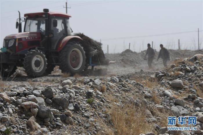 [林业扶贫]40万亩沙棘3年内“进驻”南疆助脱贫