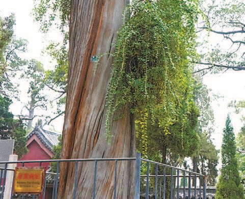 枸杞益众生　演绎中国红