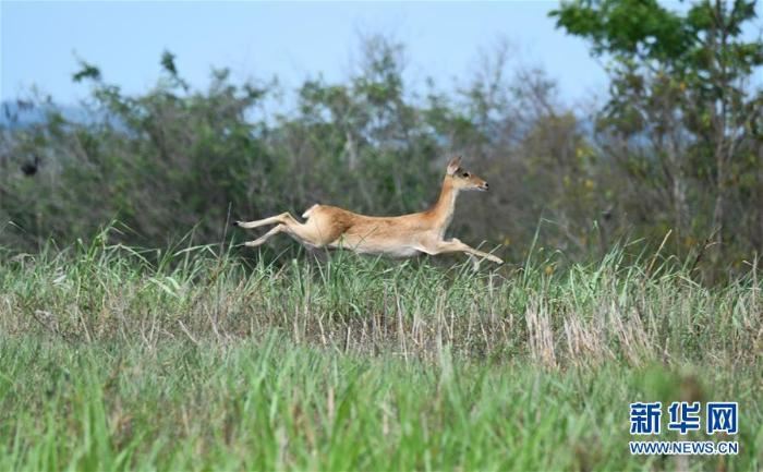 海南热带雨林国家公园：打造自贸港生态名片