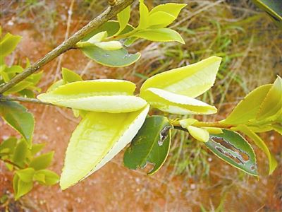 油茶：香飘千年　致富万家