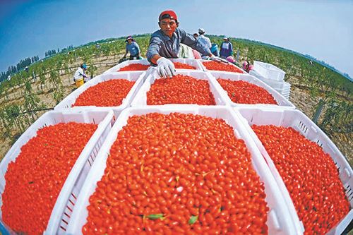 枸杞益众生　演绎中国红