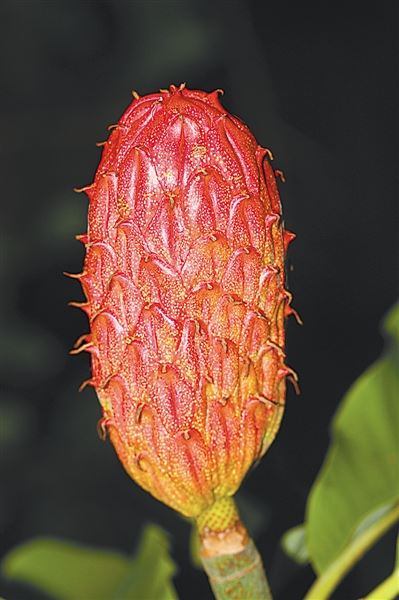 厚朴:淳厚质朴 千年奇药 厚朴:淳厚质朴 千年奇药