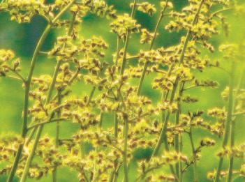  油楠：热带雨林“储油库”