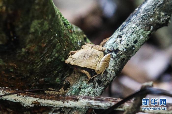 海南热带雨林国家公园：打造自贸港生态名片
