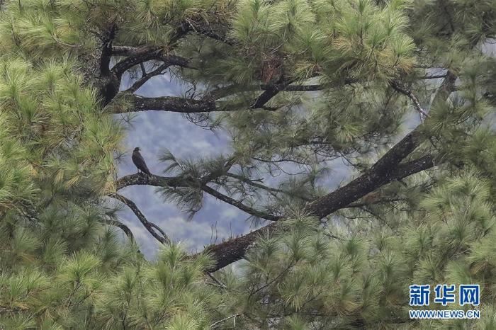 海南热带雨林国家公园：打造自贸港生态名片