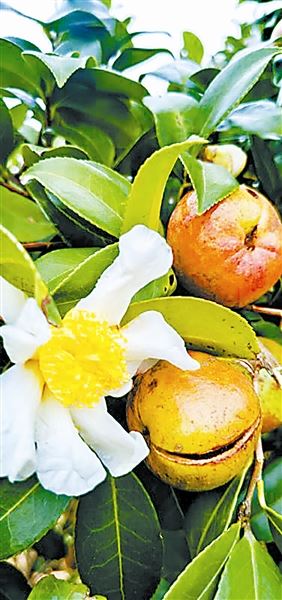 油茶：香飘千年　致富万家