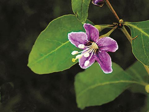 枸杞益众生　演绎中国红