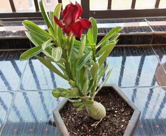 养了半年的仙人球，以为活得好好的，挖出来发现早烂了