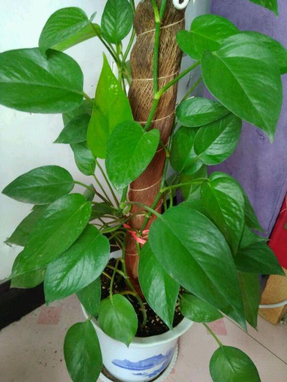 参天大绿萝,一片叶子比脸大,长了足足3层楼高! 参天大绿萝,一片叶子比脸大,长了足足3层楼高!