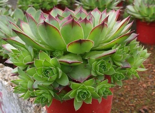 这3种花喜欢“爆崽”，一盆花长出好几个花盘，开花增多更美了