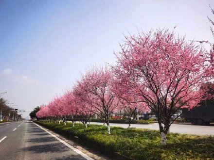 因为太美,它常被误以为是假花? 因为太美,它常被误以为是假花?