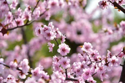 因为太美,它常被误以为是假花? 因为太美,它常被误以为是假花?