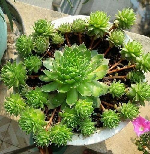 这3种花喜欢“爆崽”，一盆花长出好几个花盘，开花增多更美了