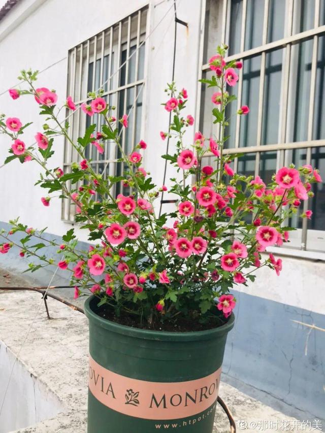 小木槿特耐剪，剪得越狠、开花越多，花朵挂满枝！